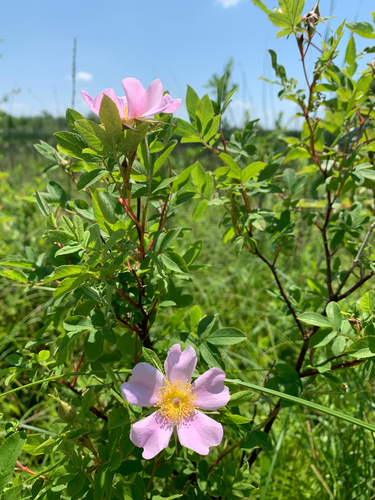 iNaturalist observation photo of swamp rose