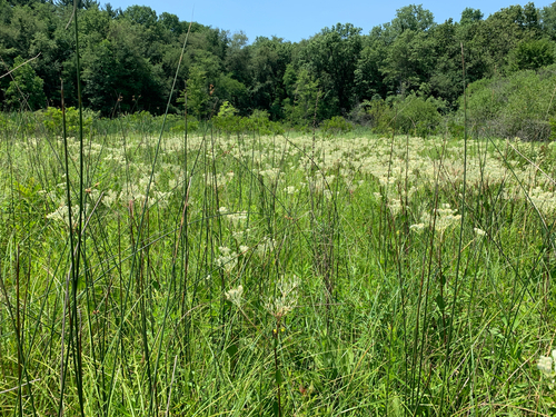 iNaturalist observation photo of prairie Indian plantain