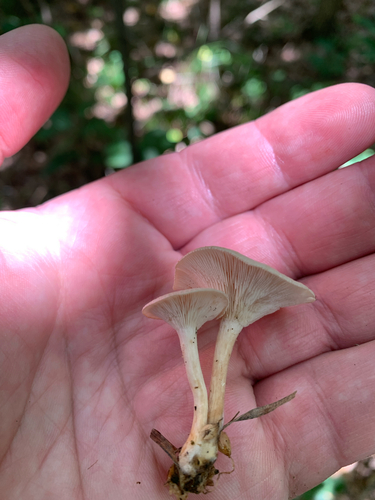 iNaturalist observation photo of Tricholomatineae