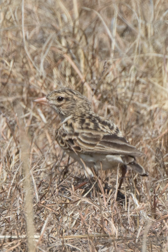 Botha's Lark (Spizocorys fringillaris), photo 6