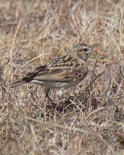 Botha's Lark (Spizocorys fringillaris), photo 9