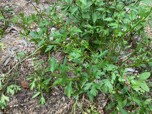 iNaturalist observation photo of Black Swallowtail