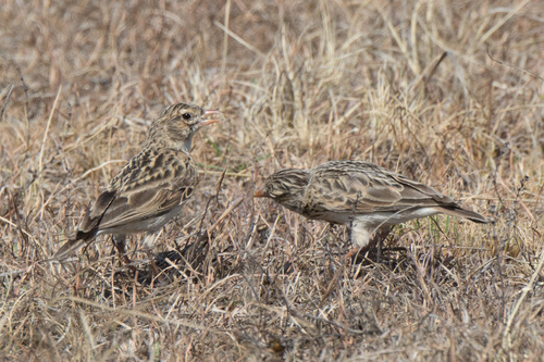 Botha's Lark (Spizocorys fringillaris), photo 10