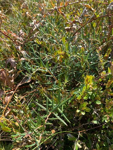 iNaturalist observation photo of Wild Rosemary