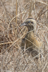 Turnix sylvaticus