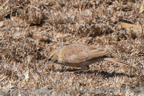 Eastern Long-billed Lark (Certhilauda semitorquata), photo 3