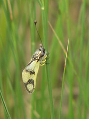 Libelloides macaronius