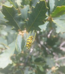 Stenostrophia tribalteata