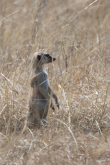 Suricata suricatta