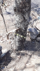 Terminalia paniculata