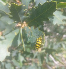 Stenostrophia tribalteata