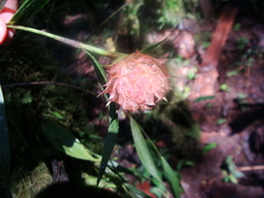 Elleanthus capitatus