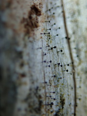 Mycocalicium subtile