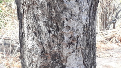 Terminalia paniculata