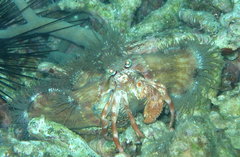 Dardanus pedunculatus
