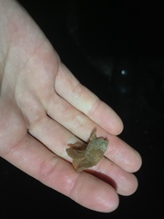 Primavelans insculpta