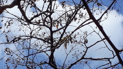 Terminalia paniculata