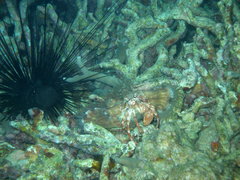 Dardanus pedunculatus