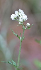 Hymenopappus artemisiifolius