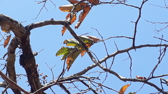 Terminalia paniculata