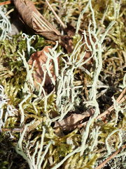 Cladonia subulata