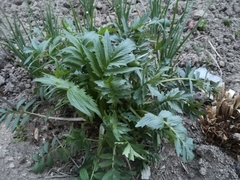 Levisticum officinale