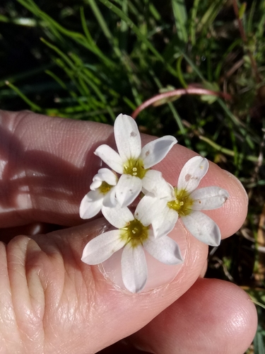 Saxifraga image