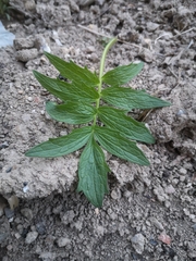 Levisticum officinale
