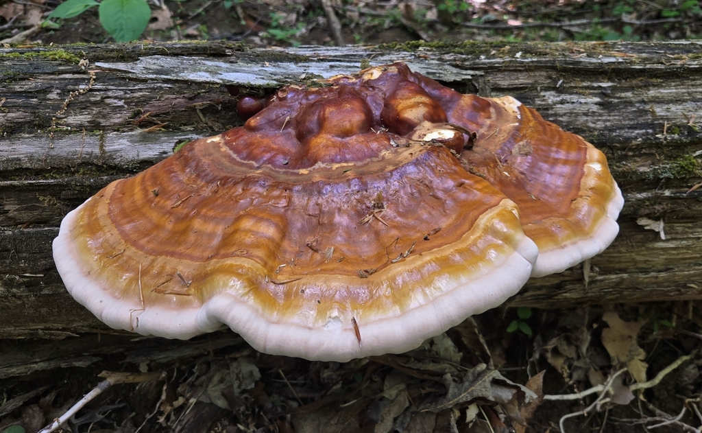 Ganoderma tsugae · April 2026 · photo: © benfungi (iNaturalist, cc-by)