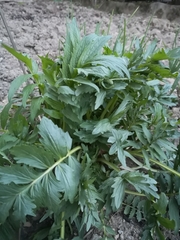 Levisticum officinale