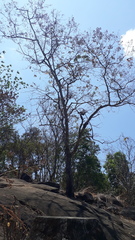 Terminalia paniculata