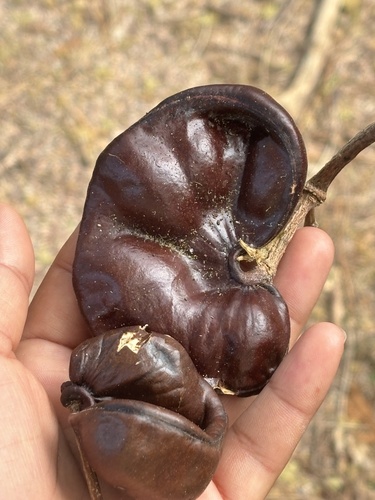 Guanacaste (Enterolobium cyclocarpum)
