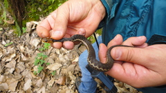 Thamnophis chrysocephalus