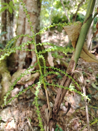 Chamaedorea oblongata