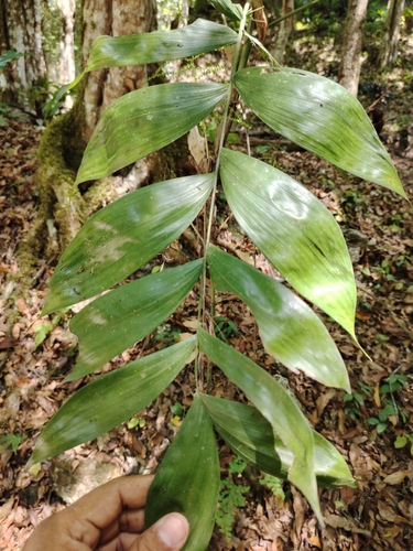 Chamaedorea oblongata, photograph 2