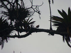 Furnarius leucopus cinnamomeus