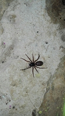 Corinnoidea