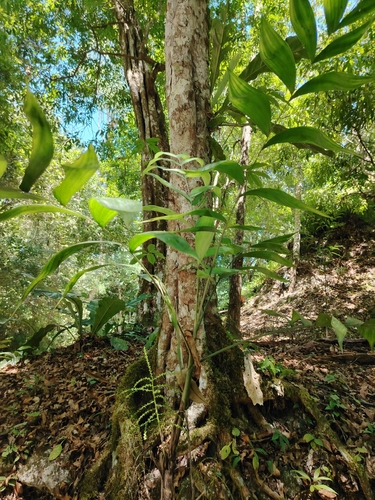 Chamaedorea oblongata, photograph 3
