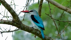Woodland Kingfisher photo 4