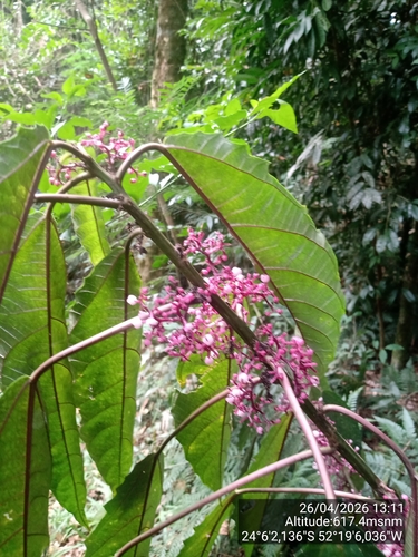 Urera nitida, photograph 6