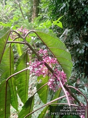 Urera nitida, photograph (c) Paulo C. O. Cunha, some rights reserved (CC BY)