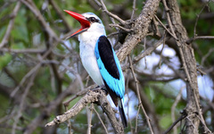 Woodland Kingfisher photo 5