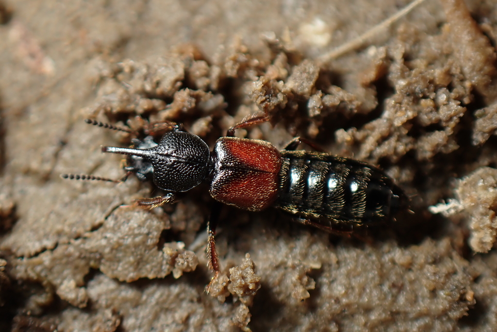 Bledius graellsii
