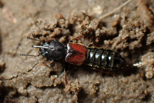 Bledius graellsii