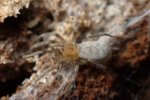 Devade indistincta