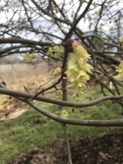 Corylopsis