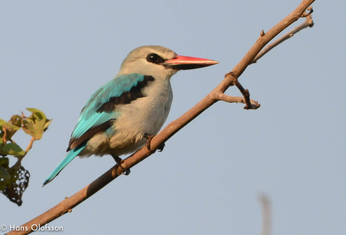 Woodland Kingfisher