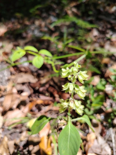 Ocimum campechianum