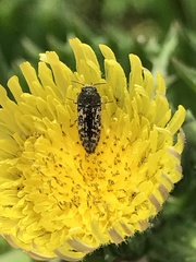Acmaeodera neglecta neoneglecta