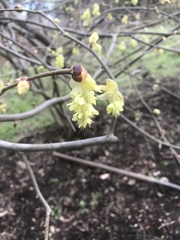Corylopsis